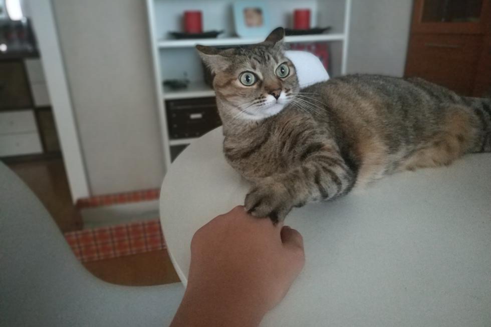 Mi gata