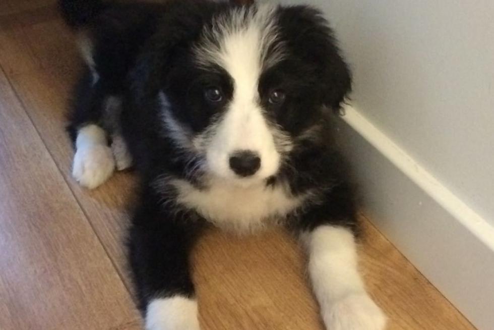 Nala