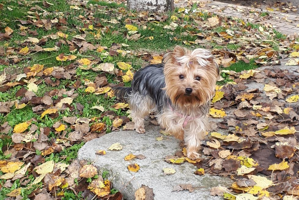 Mi niña .