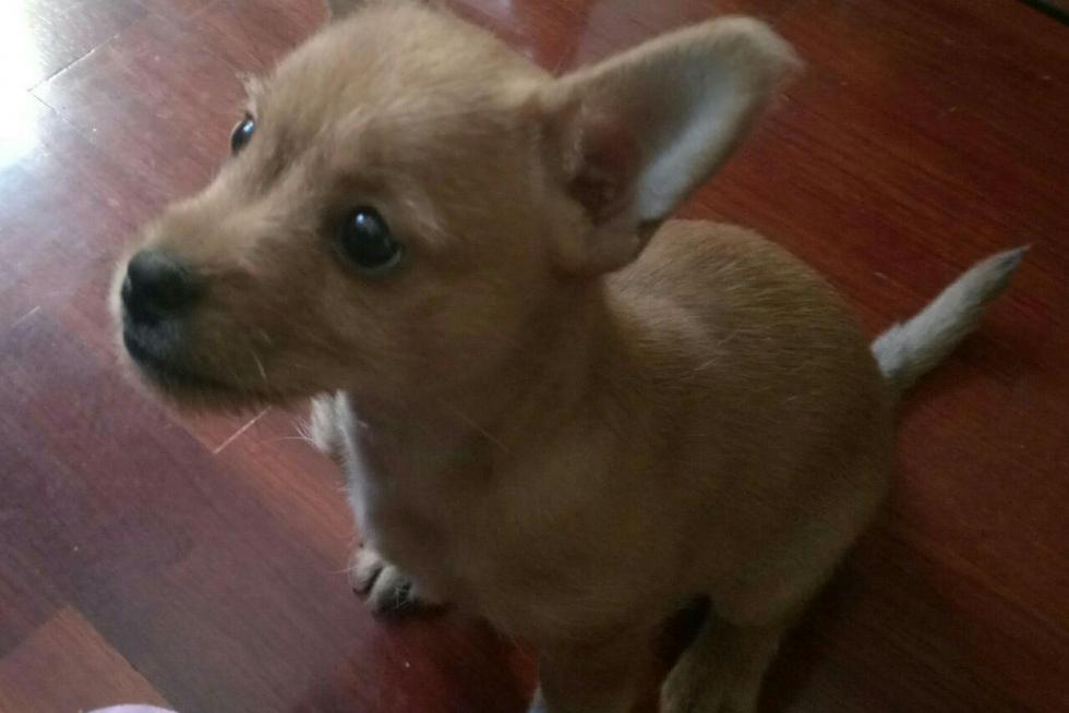 Gracias por adoptarnos, Tappy