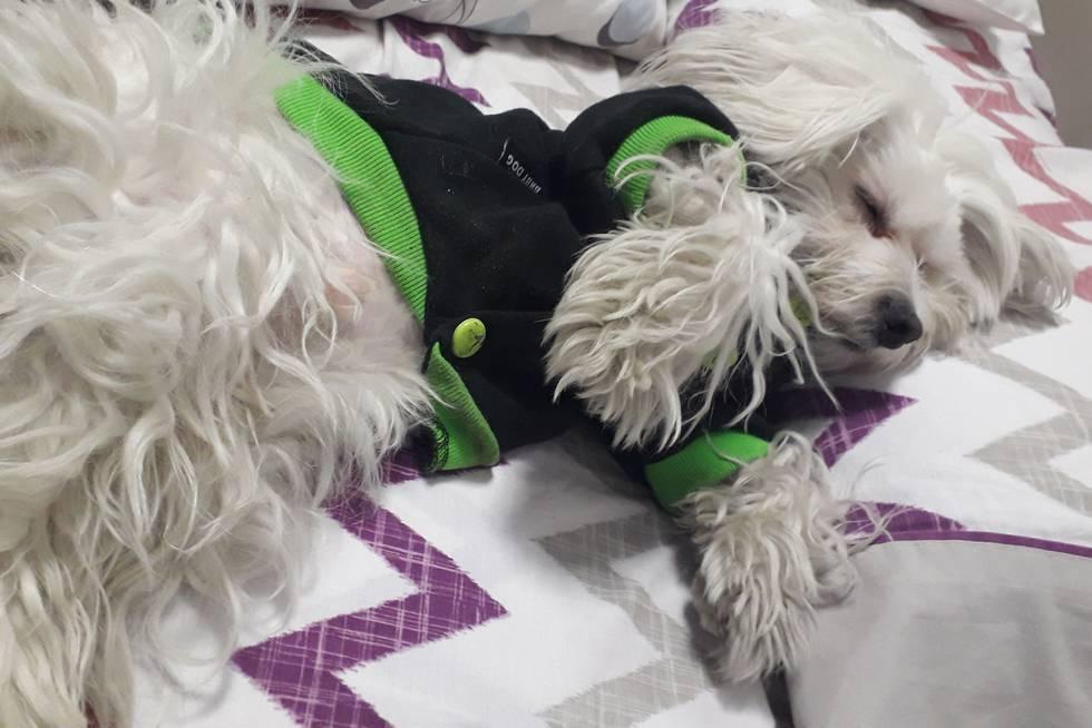 El álbum de las mascotas