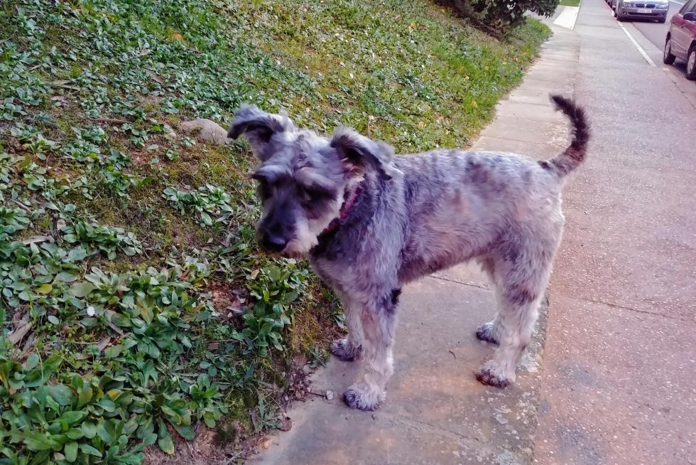 Paseo con Luna