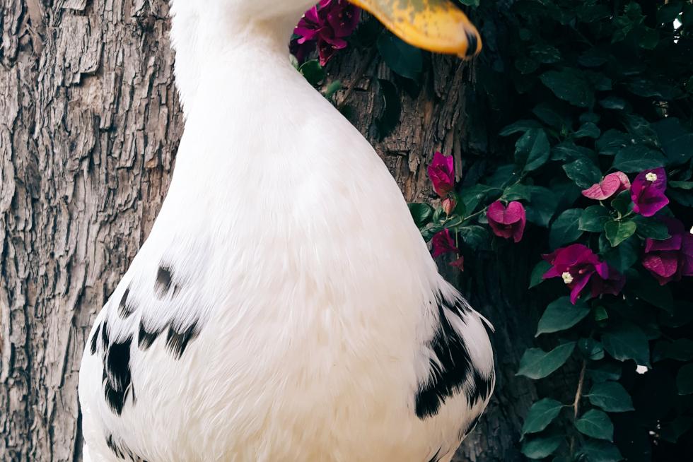 Pato