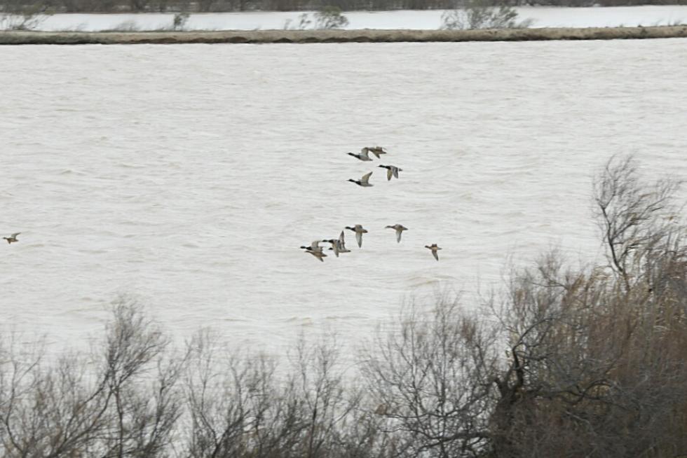La crecida del Ebro, a su paso por El Burgo de Ebro.