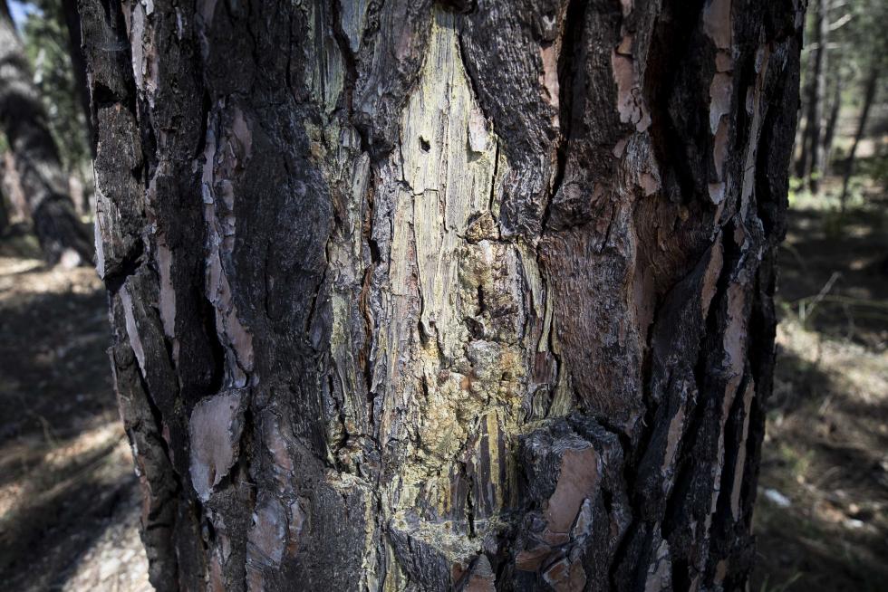 La aparición de varios abrigos de arte levantino en las paredes de piedra del término ha atraído el interés de expertos de toda España, y se valora el regreso de la actividad resinera.