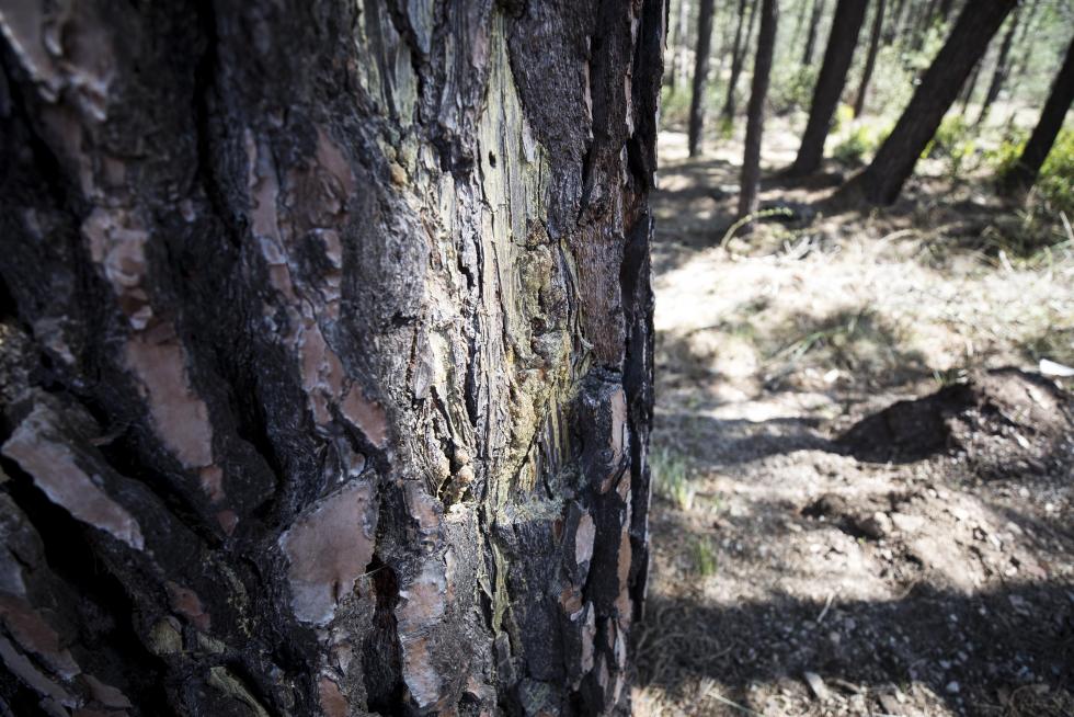 La aparición de varios abrigos de arte levantino en las paredes de piedra del término ha atraído el interés de expertos de toda España, y se valora el regreso de la actividad resinera.