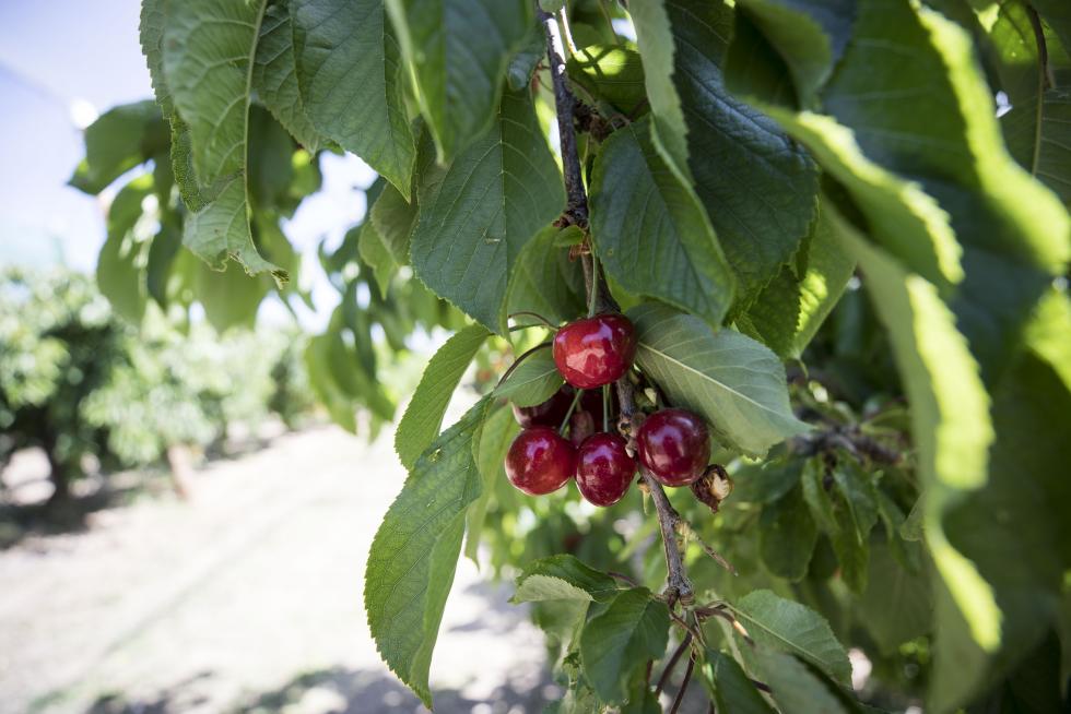 La producción frutal del municipio es célebre en toda España, y el ingenio de sus emprendedores combina la vocación de servicio con la calidad de los productos de naturaleza artesanal.