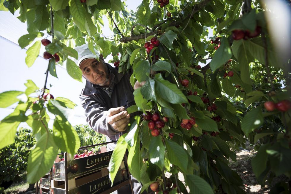 La producción frutal del municipio es célebre en toda España, y el ingenio de sus emprendedores combina la vocación de servicio con la calidad de los productos de naturaleza artesanal.
