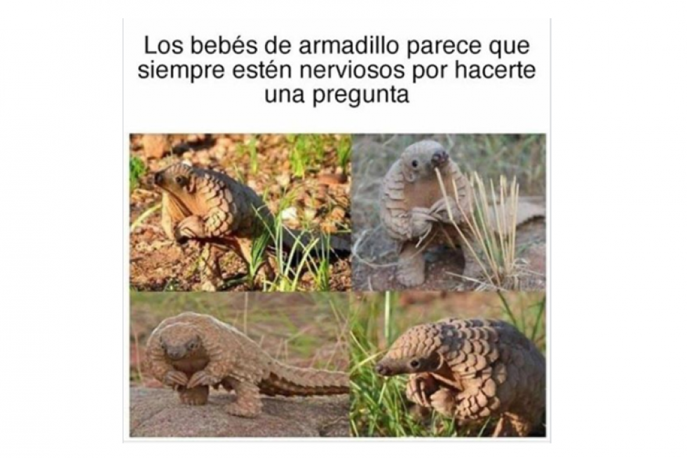 Memes de redes sociales
