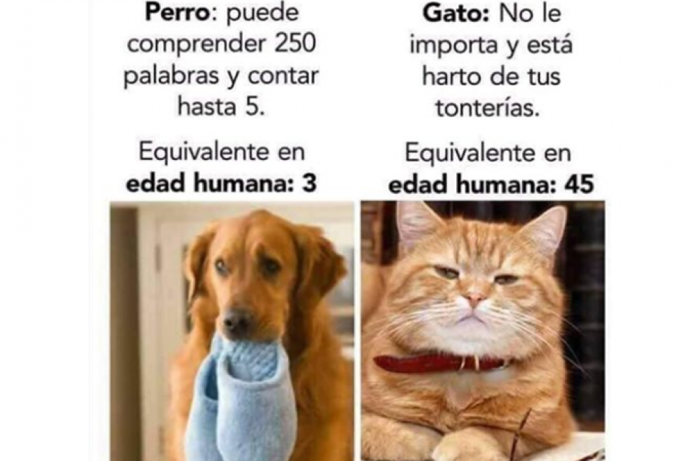 Memes de redes sociales
