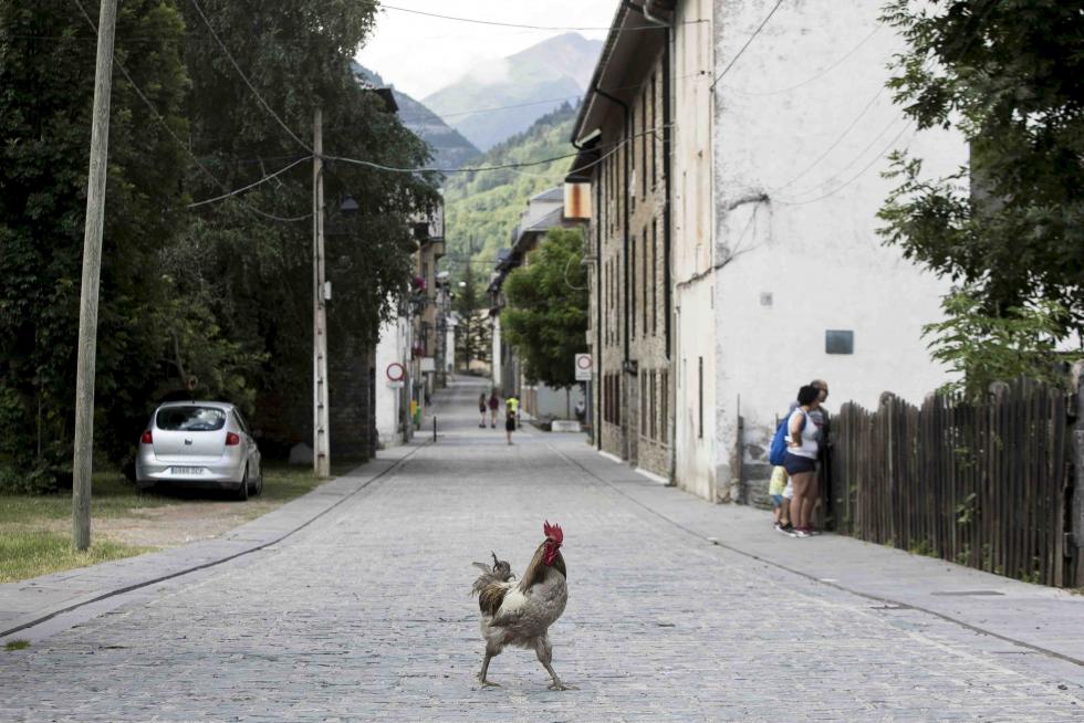Una gallina cruza la calle en Canfranc pueblo