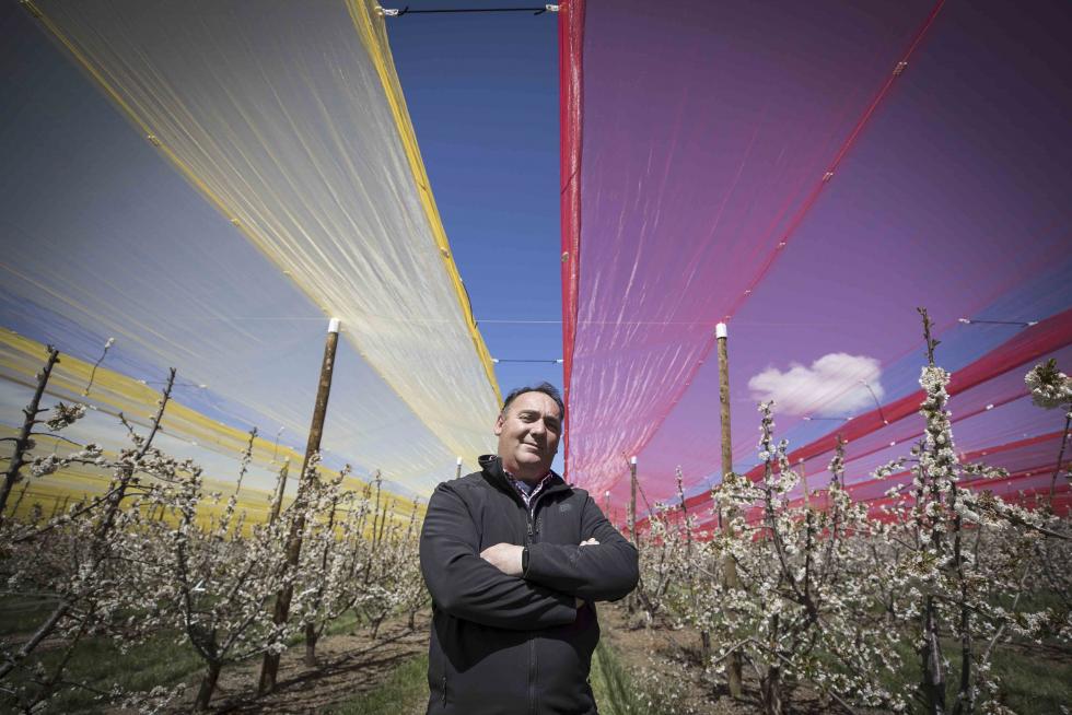 Alberto Pérez Millán, en su finca. La cereza Mountain Cherry tiene unas parcelas coronadas con mallas rojigualdas antigranizo, en Olvés