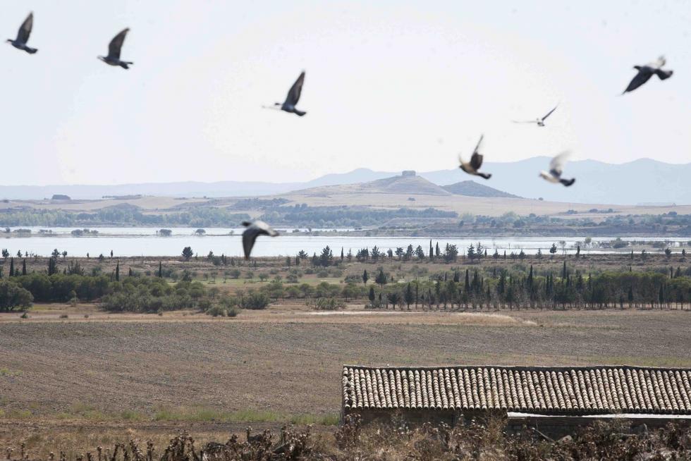 Bandada de aves en Alboré (Lupiñén)