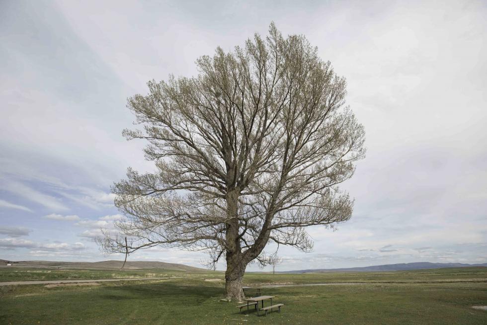 Árbol singular de Visiedo