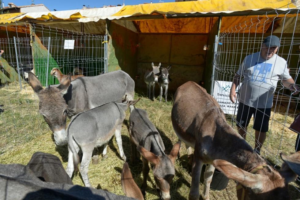 Feria ganadera de Orihuela del Tremedal