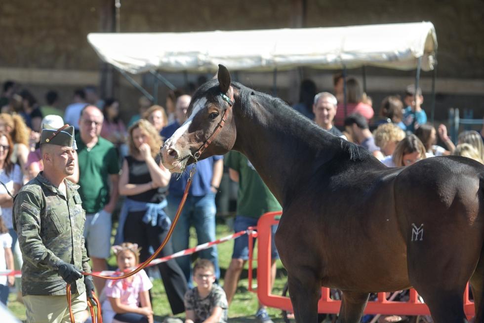 Feria ganadera de Orihuela del Tremedal