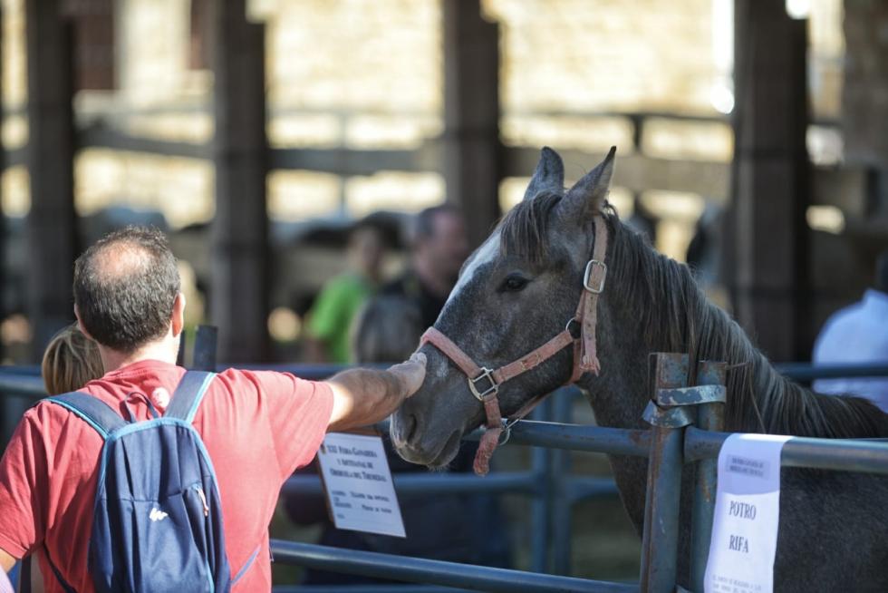 Feria ganadera de Orihuela del Tremedal