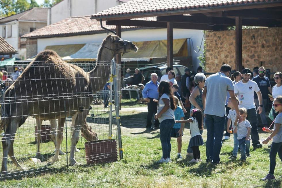 Feria ganadera de Orihuela del Tremedal