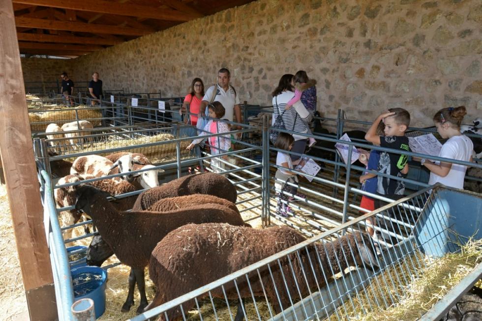 Feria ganadera de Orihuela del Tremedal