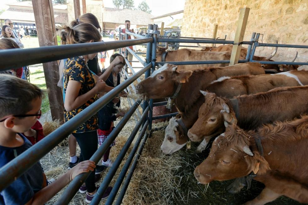 Feria ganadera de Orihuela del Tremedal