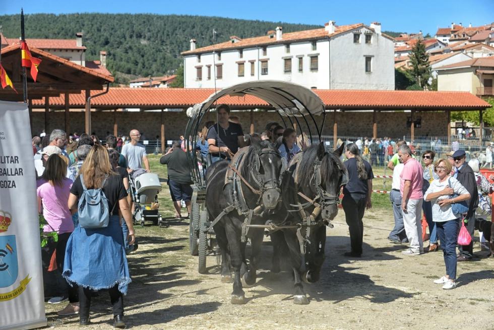 Feria ganadera de Orihuela del Tremedal