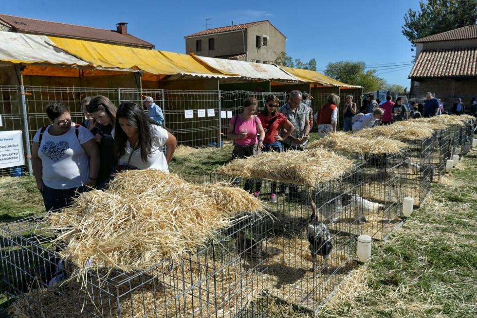 Feria ganadera de Orihuela del Tremedal