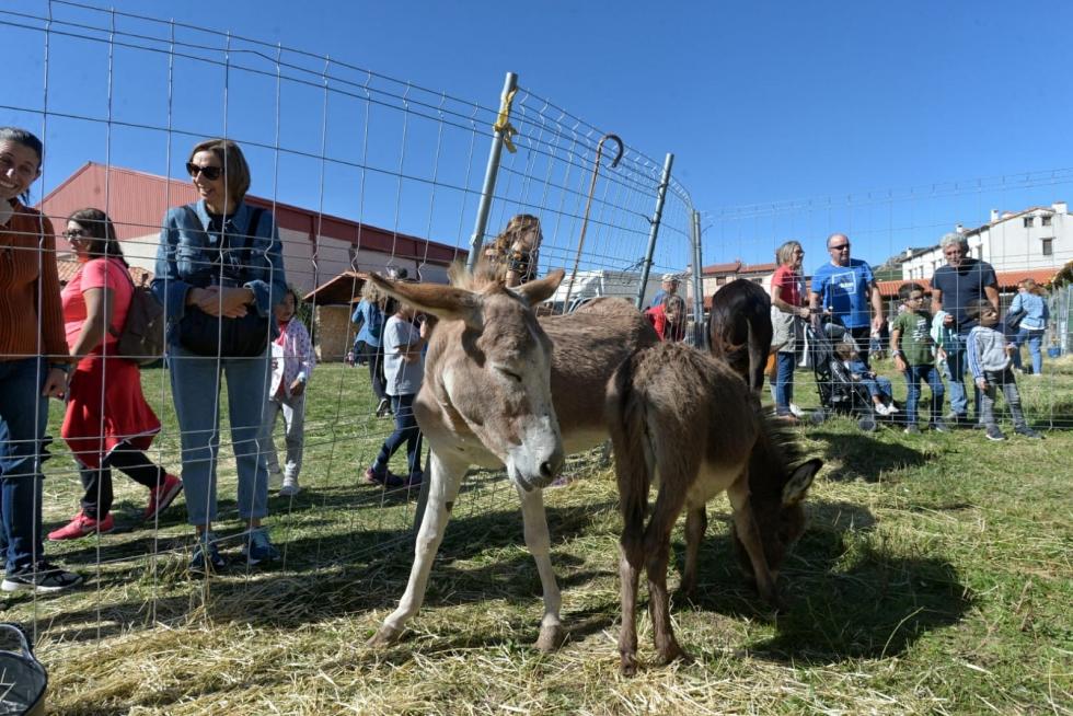 Feria ganadera de Orihuela del Tremedal