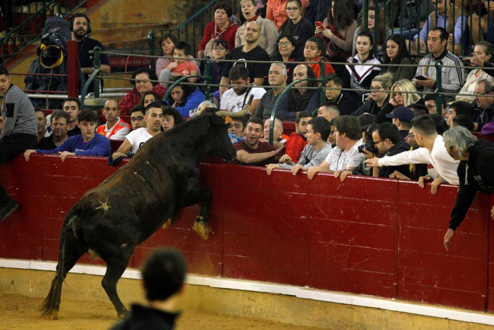 Primer día de vaquillas en las fiestas del Pilar 2019