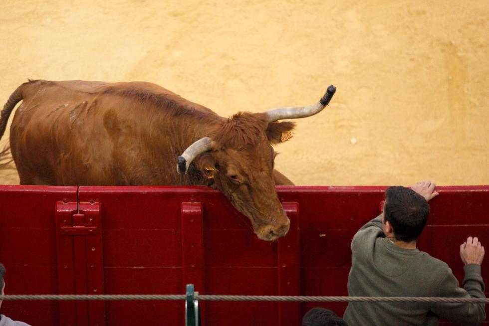 Primer día de vaquillas en las fiestas del Pilar 2019