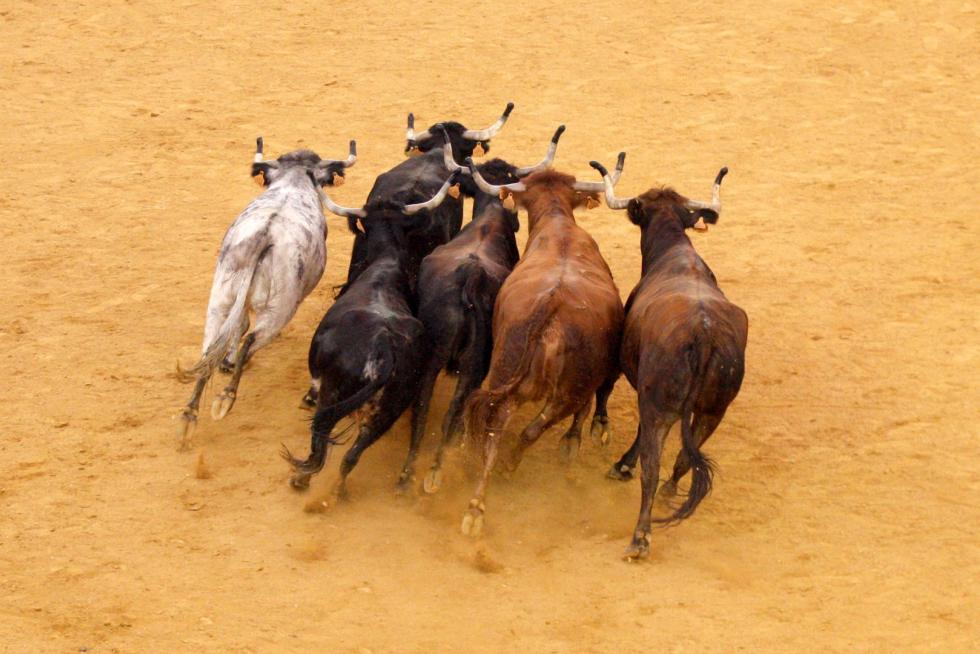 Primer día de vaquillas en las fiestas del Pilar 2019