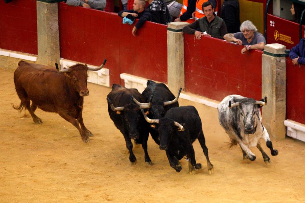Primer día de vaquillas en las fiestas del Pilar 2019