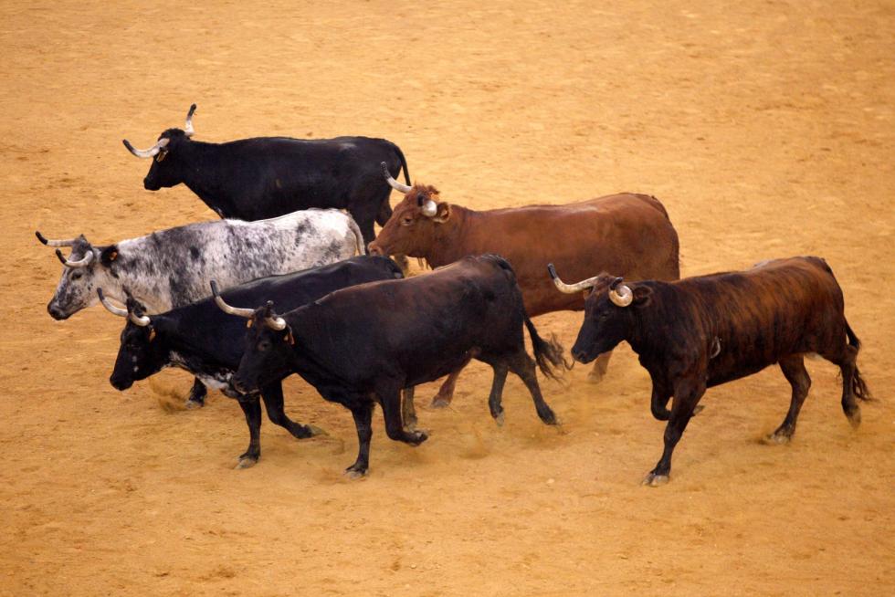 Primer día de vaquillas en las fiestas del Pilar 2019
