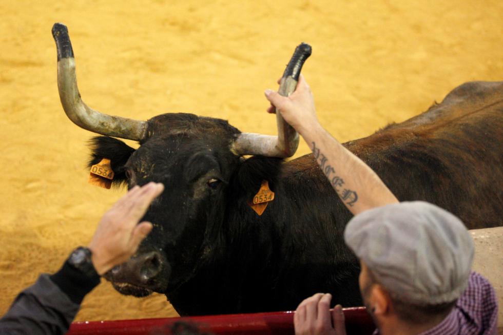 Primer día de vaquillas en las fiestas del Pilar 2019