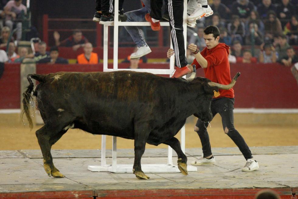 Primer día de vaquillas en las fiestas del Pilar 2019