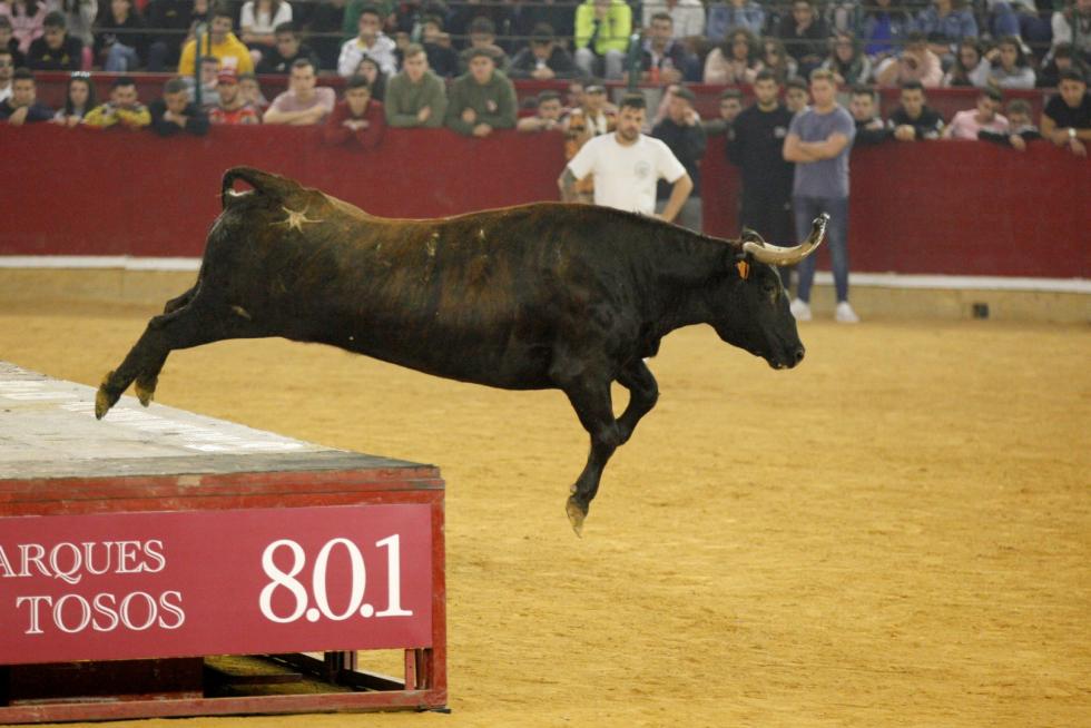 Primer día de vaquillas en las fiestas del Pilar 2019