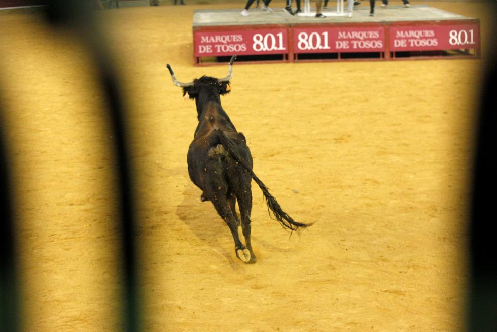 Primer día de vaquillas en las fiestas del Pilar 2019