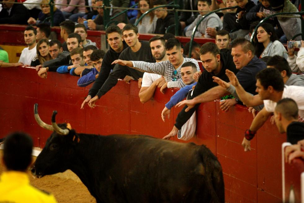 Primer día de vaquillas en las fiestas del Pilar 2019