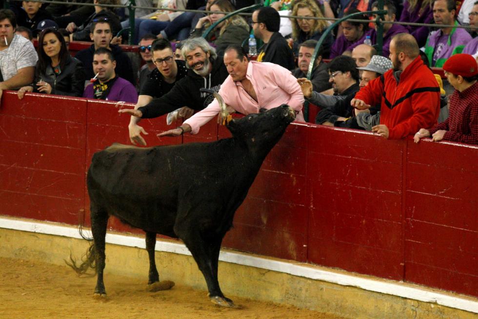 Primer día de vaquillas en las fiestas del Pilar 2019