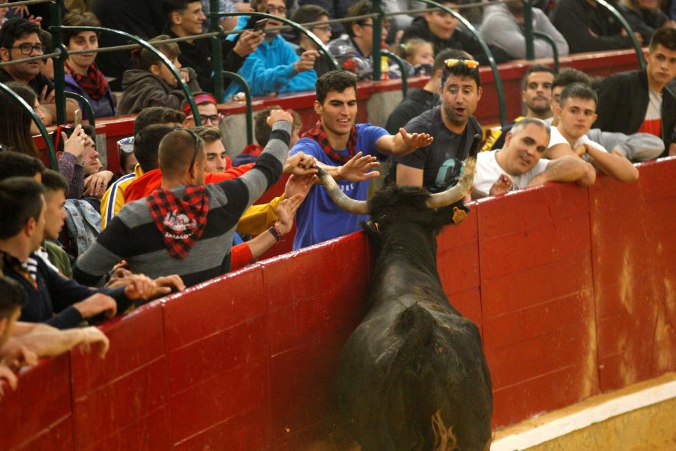 Primer día de vaquillas en las fiestas del Pilar 2019