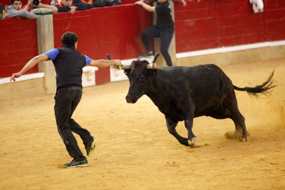 Primer día de vaquillas en las fiestas del Pilar 2019