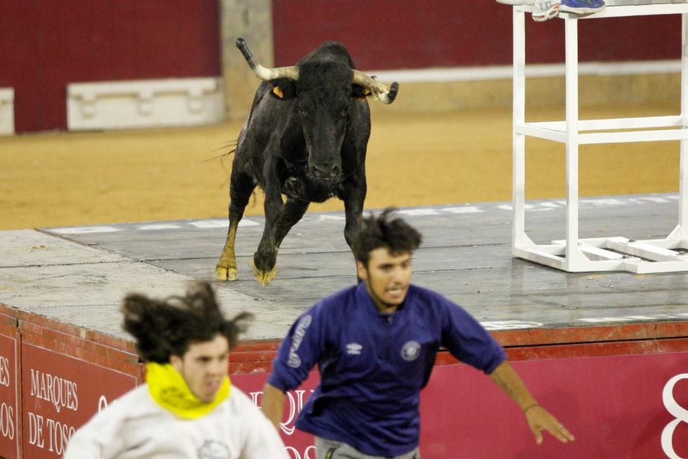 Primer día de vaquillas en las fiestas del Pilar 2019