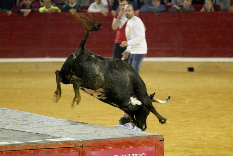 Primer día de vaquillas en las fiestas del Pilar 2019