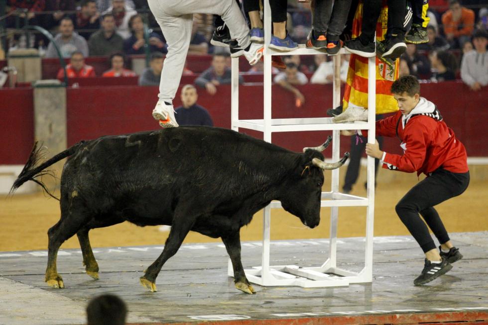 Primer día de vaquillas en las fiestas del Pilar 2019