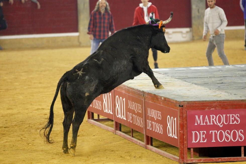 Primer día de vaquillas en las fiestas del Pilar 2019