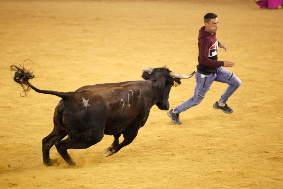 Primer día de vaquillas en las fiestas del Pilar 2019
