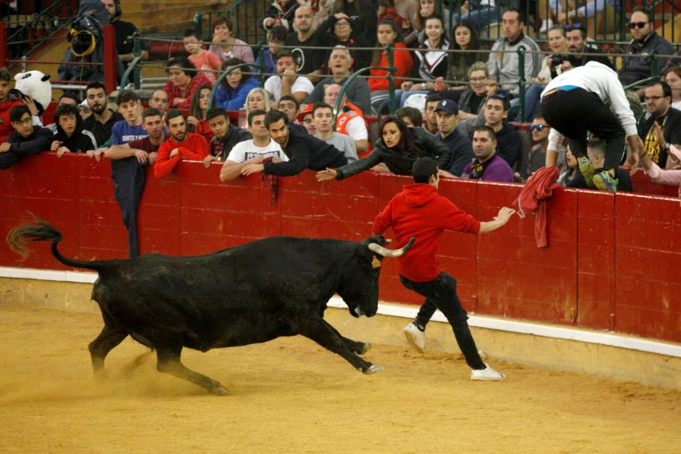 Primer día de vaquillas en las fiestas del Pilar 2019
