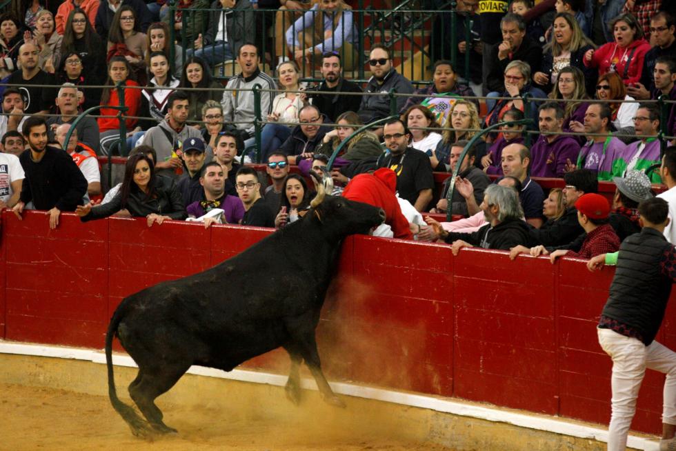 Primer día de vaquillas en las fiestas del Pilar 2019