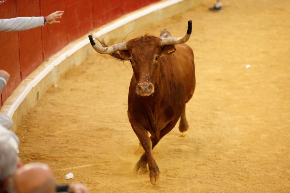 Primer día de vaquillas en las fiestas del Pilar 2019