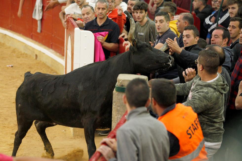 Primer día de vaquillas en las fiestas del Pilar 2019