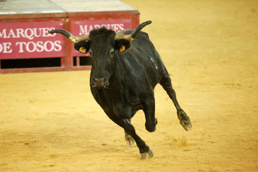Vaquillas en las Fiesta del Pilar. Lunes 7